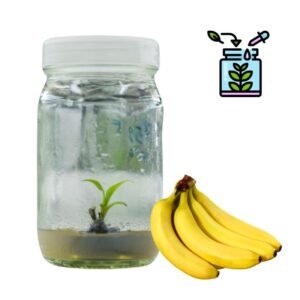 Banana Tissue Culture Plants