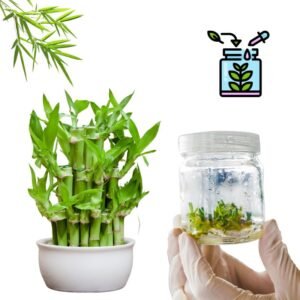 Bamboo Tissue Culture