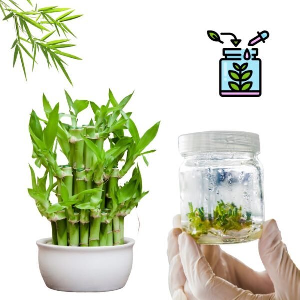 Bamboo Tissue Culture