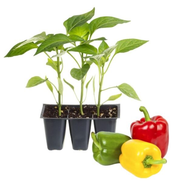 Capsicum Seedlings