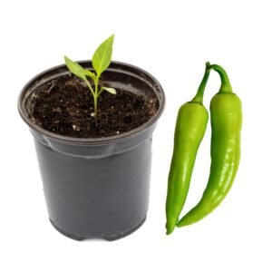 Chili Seedlings