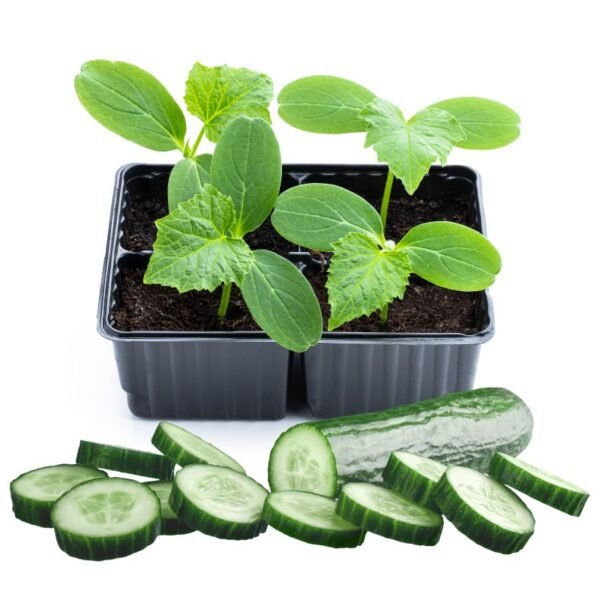 Cucumber Seedlings