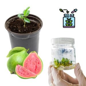 Guava Tissue Culture