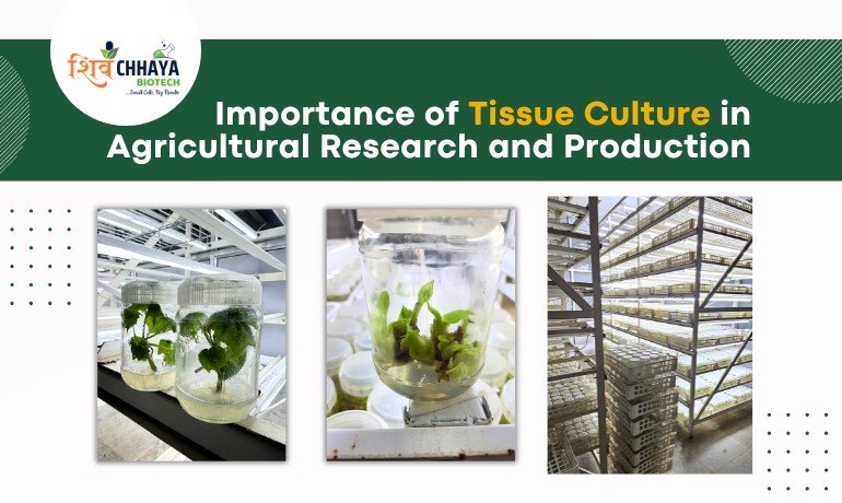 Importance of Tissue Culture in Agricultural Research and Production