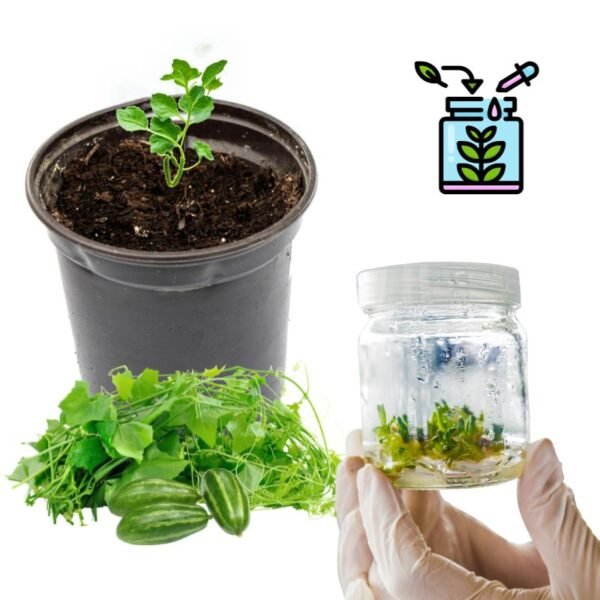 Ivy gourd Tissue Culture