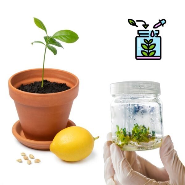 Lemon Tissue Culture