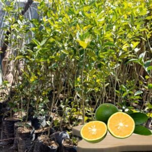 Sweet Lemon Grafted Plant