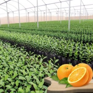 Orange Grafted Plant