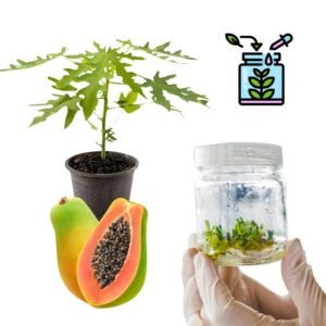 Papaya Tissue Culture Plants