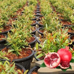 Pomegranate Grafted Plant