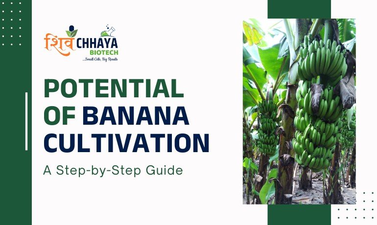 Potential of Banana Cultivation