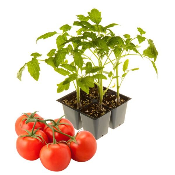 Tomato Seedlings