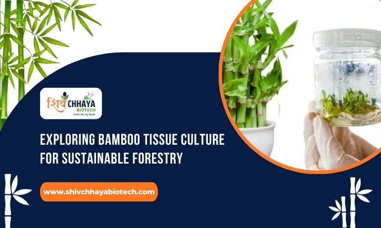 Bamboo Tissue Culture Revolutionizing Forestry