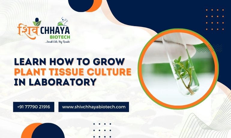 Grow Plant Tissue Culture In Laboratory