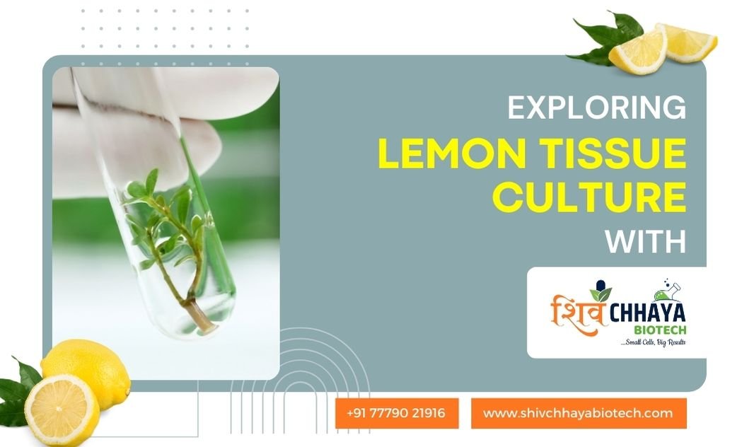 Lemon Tissue Culture Plant ShivChhaya