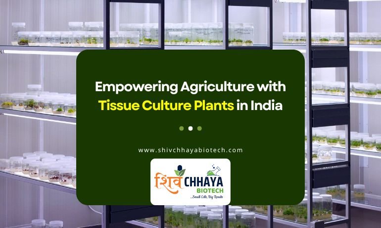 Tissue Culture Plants in India