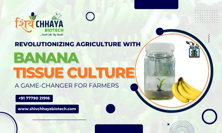 Banana Tissue Culture