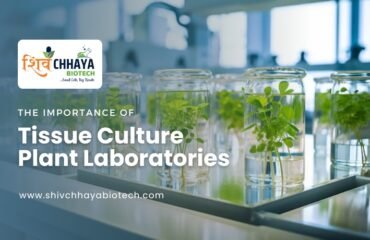 Tissue Culture Plant Laboratories