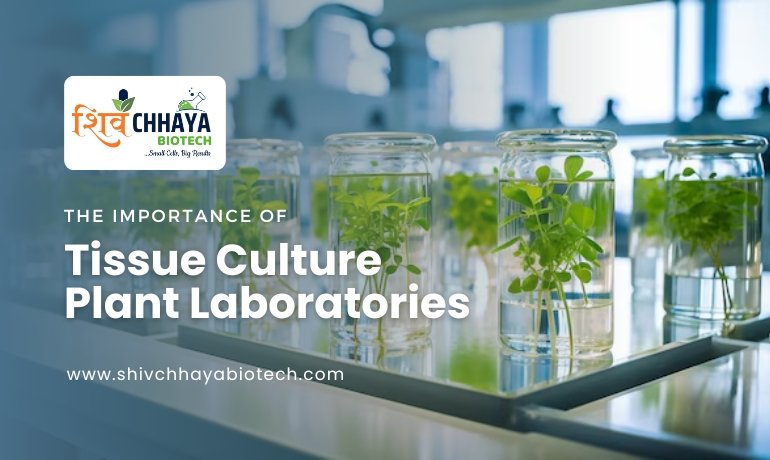 Tissue Culture Plant Laboratories