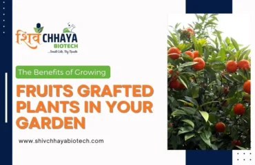 Benefits of Growing Fruits Grafted Plants in Your Garden