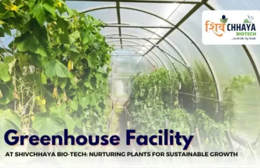 Greenhouse at Shivchhaya Bio-Tech