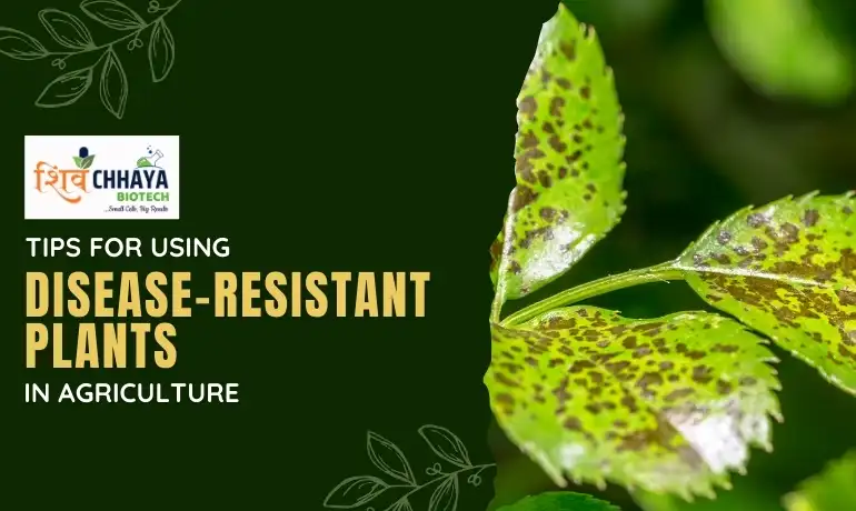 Tips for Using Disease-Resistant Plants in Agriculture